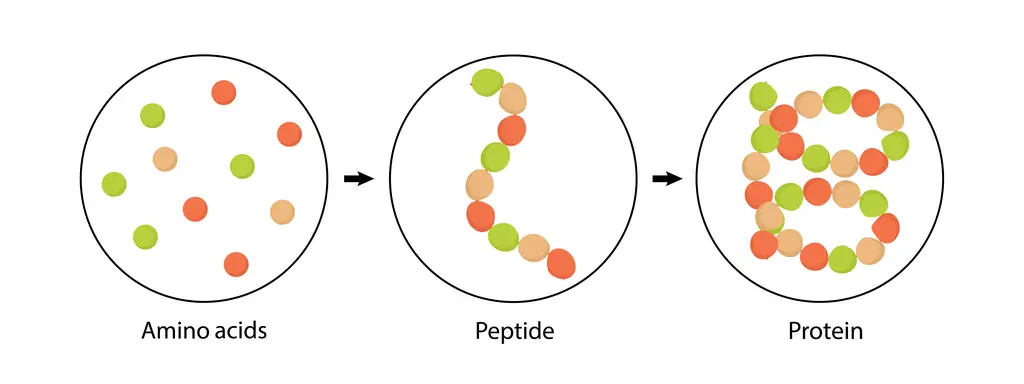 ระบบเผาผลาญ (Metabolic Enzymes)